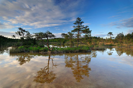 Hydrogen sulphide pond, Kemeri National Park, Latvia: Hydrogen sulphide (H2S) pond with trees reflected in water, Bog forest, Kemeri National Park, Latvia, June 2009.  Photograph © Wild Wonders of Europe /Diego Lopez / WWF